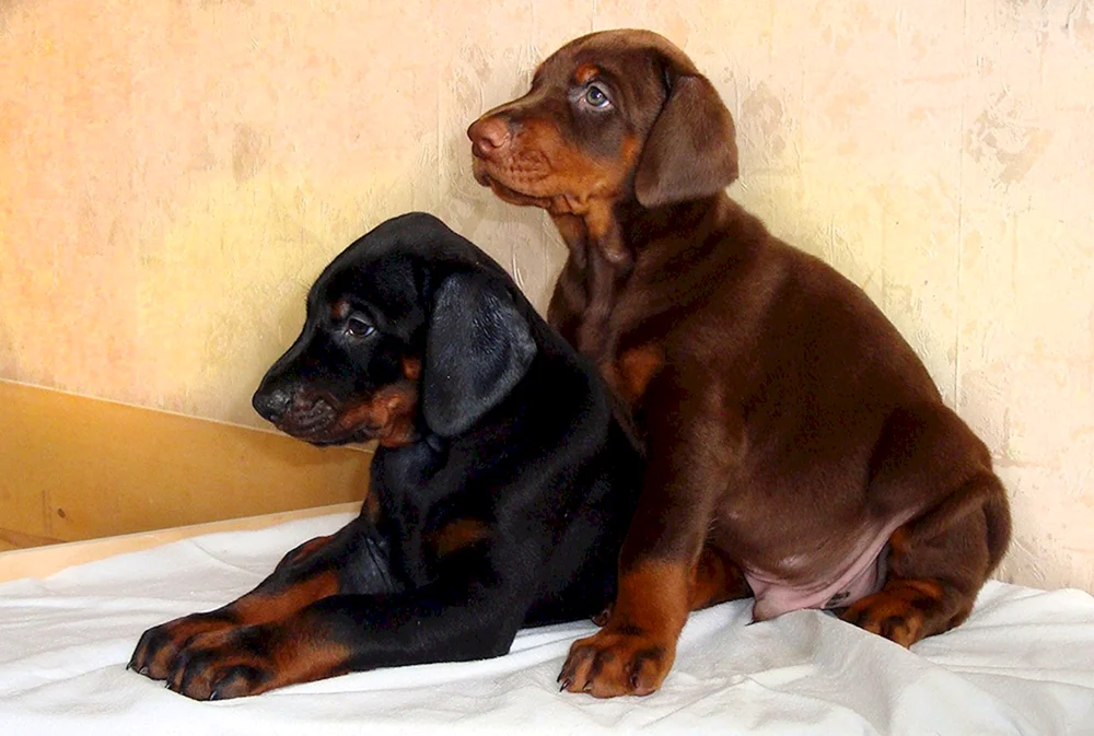 Dobermann Schokopinscher