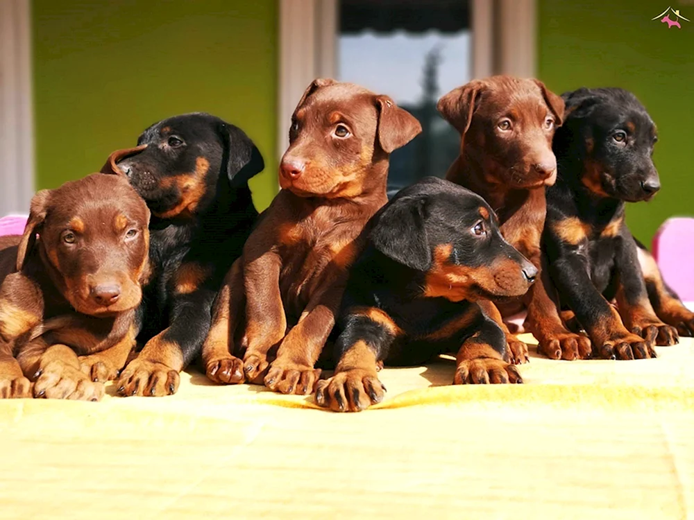 Dobermann Welpe