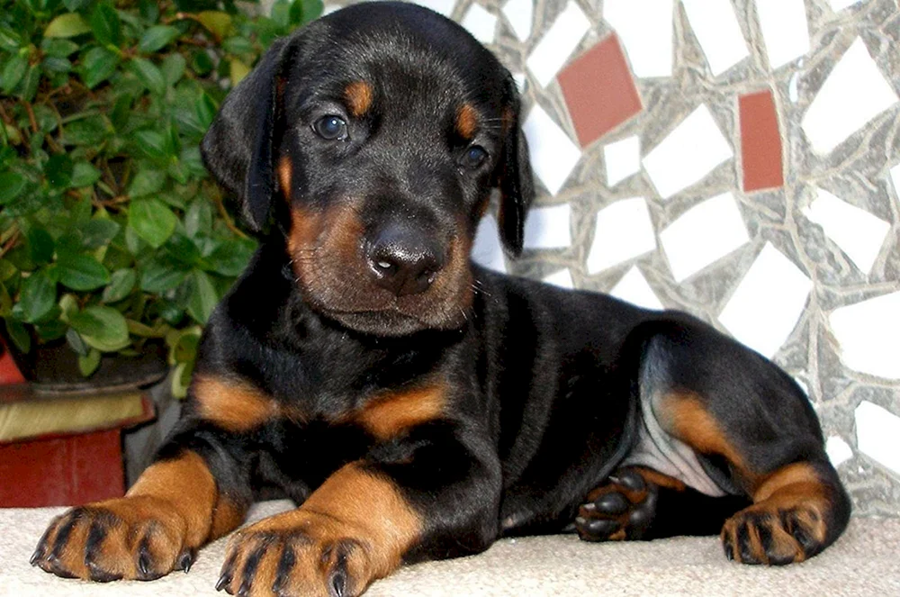 Dobermann Welpe