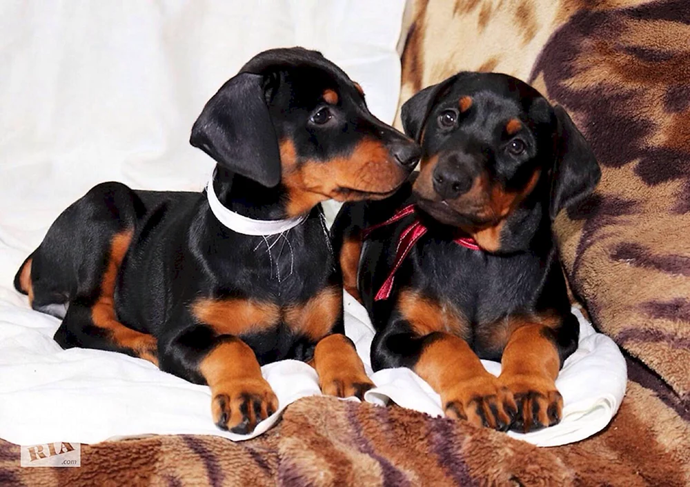 Dobermann Welpe