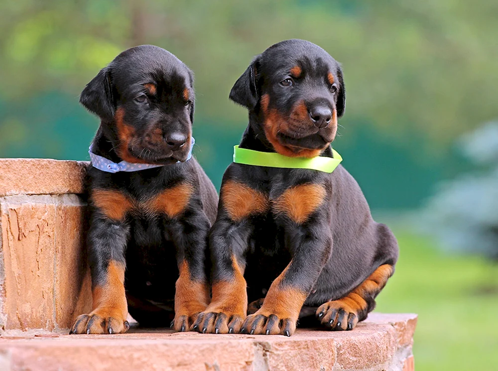 Dobermann Welpe. Pinscherwelpe
