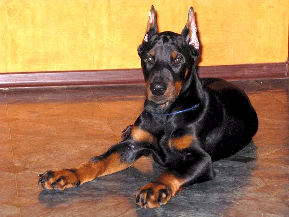 Dobermannwelpe