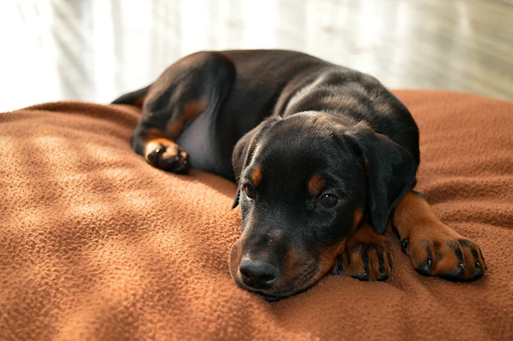 Dobermannwelpe