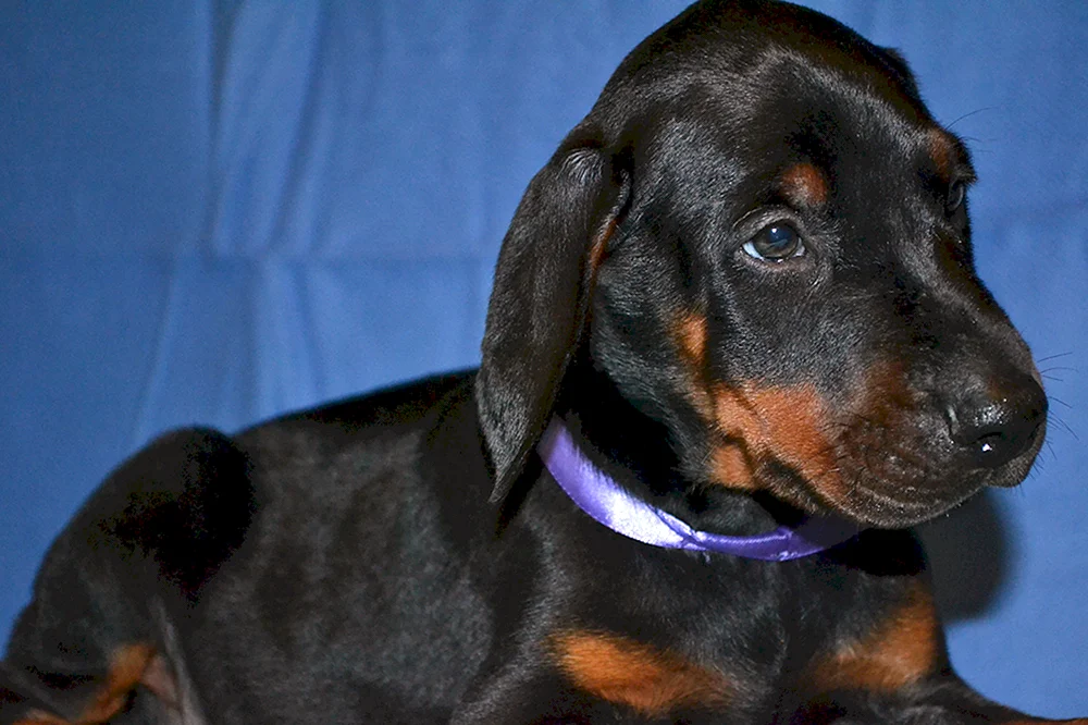 Dobermannwelpe
