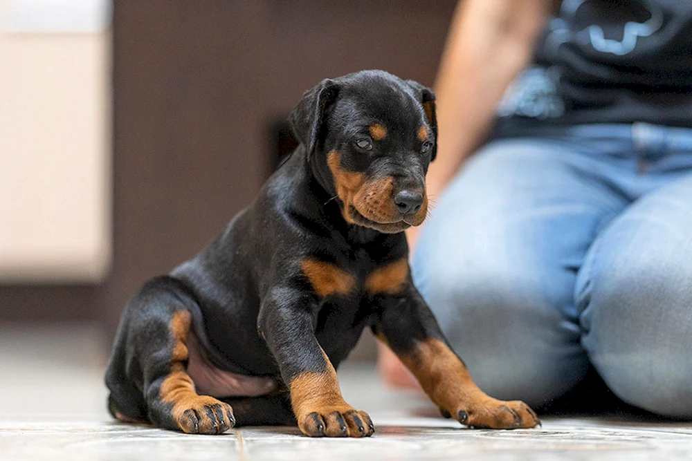 Dobermannwelpe