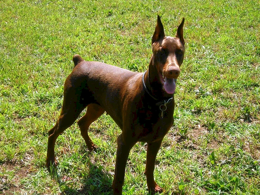 Dobermannhunderassen