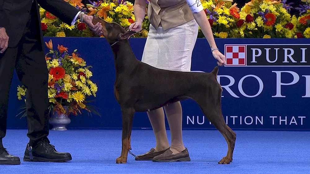 Dobermann Ausstellungshund