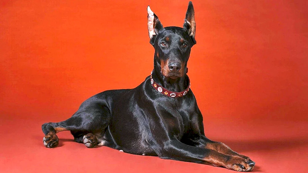 Dobermann Hunderassen