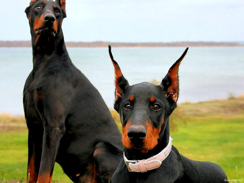 Dobermannhund