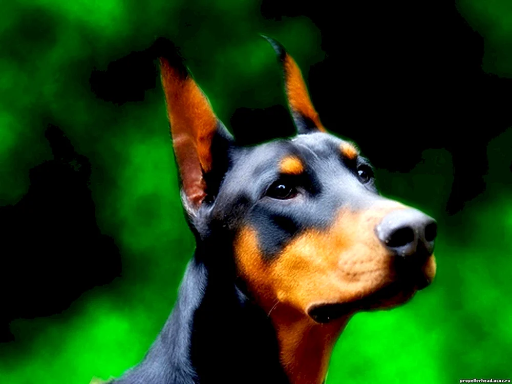 Dobermannhund