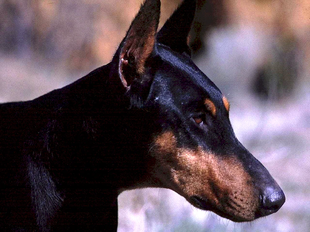 Dobermannhund