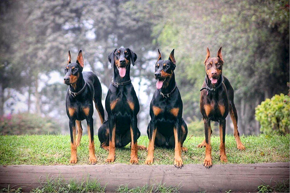 Dobermann Isabella
