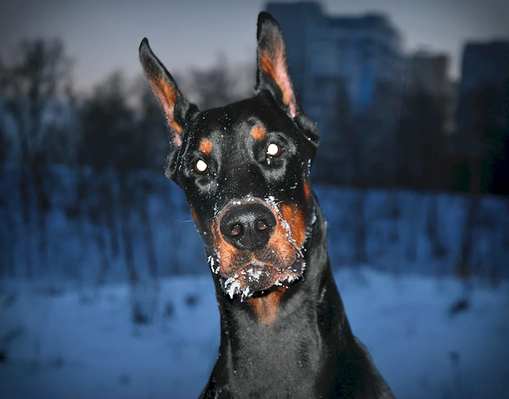 Amerikanischer Staffordshire Terrier schwarz