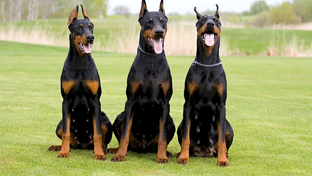 Dobermann Hund