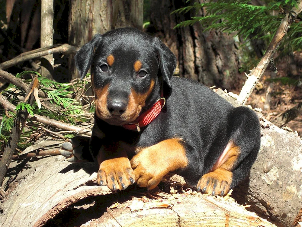 Dobermannwelpe