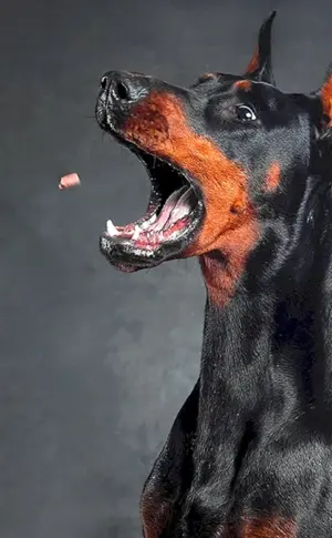 Dobermann Hund