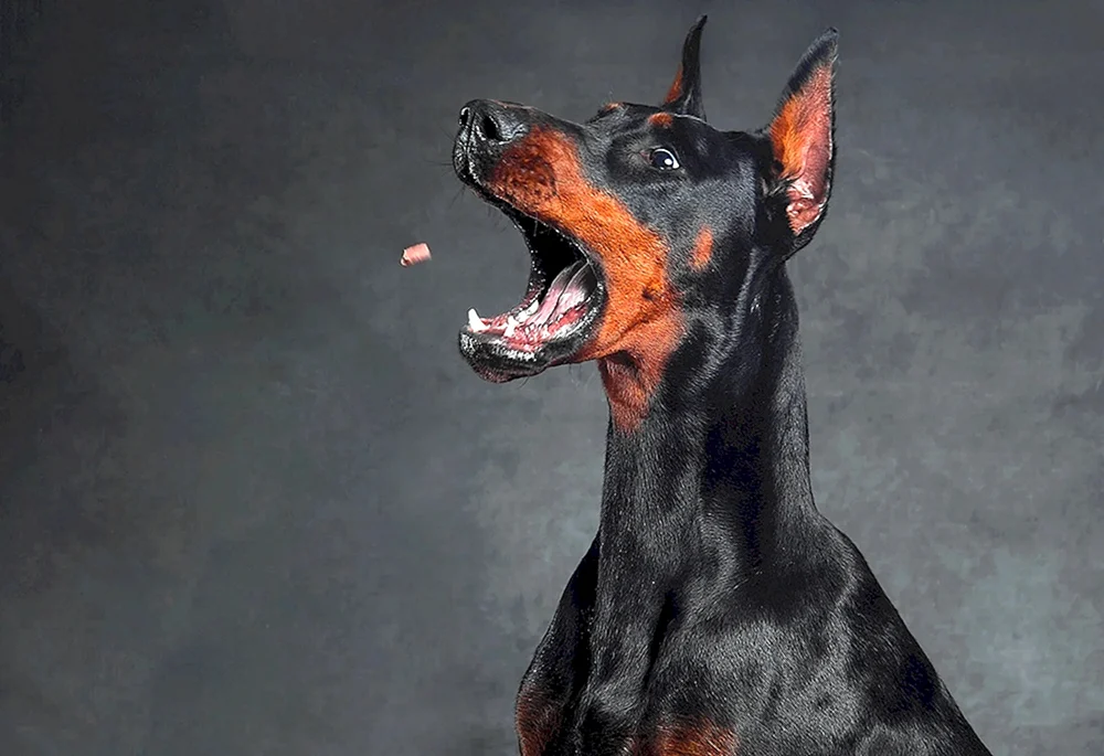 Dobermann Hund