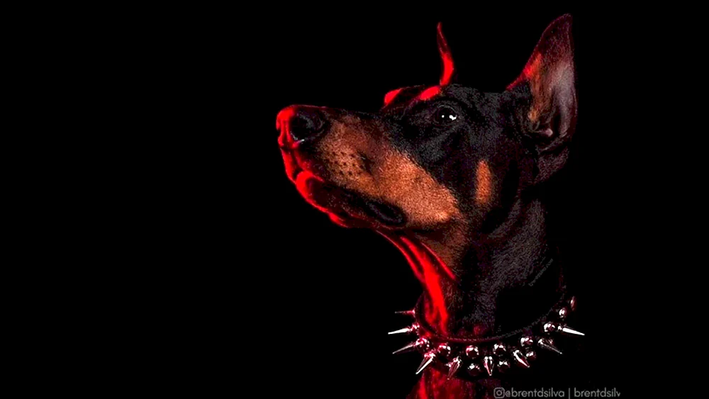 Hund Dobermann wütendes Bellen