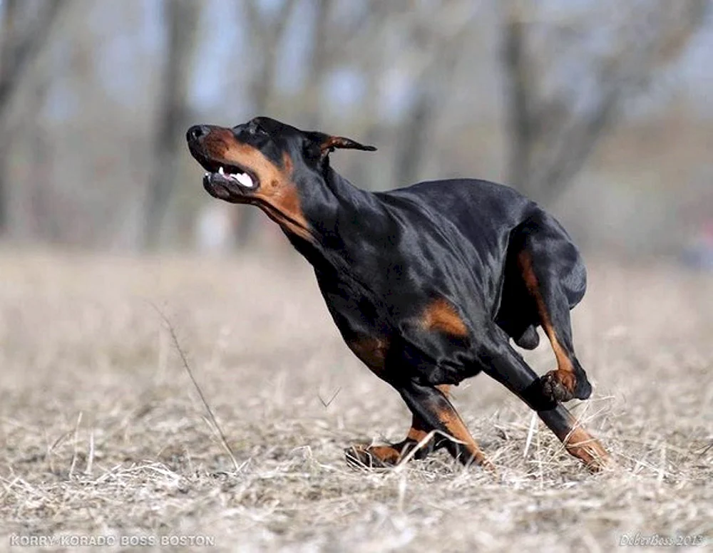 Dobermann Hund