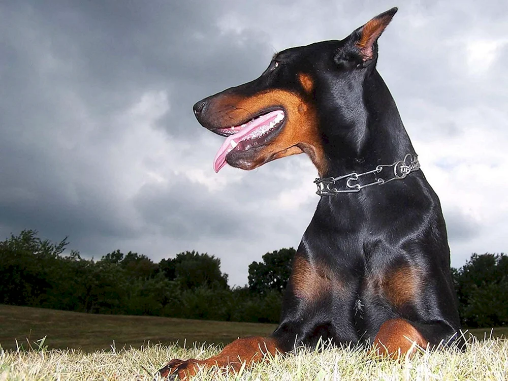 Dobermann Hund