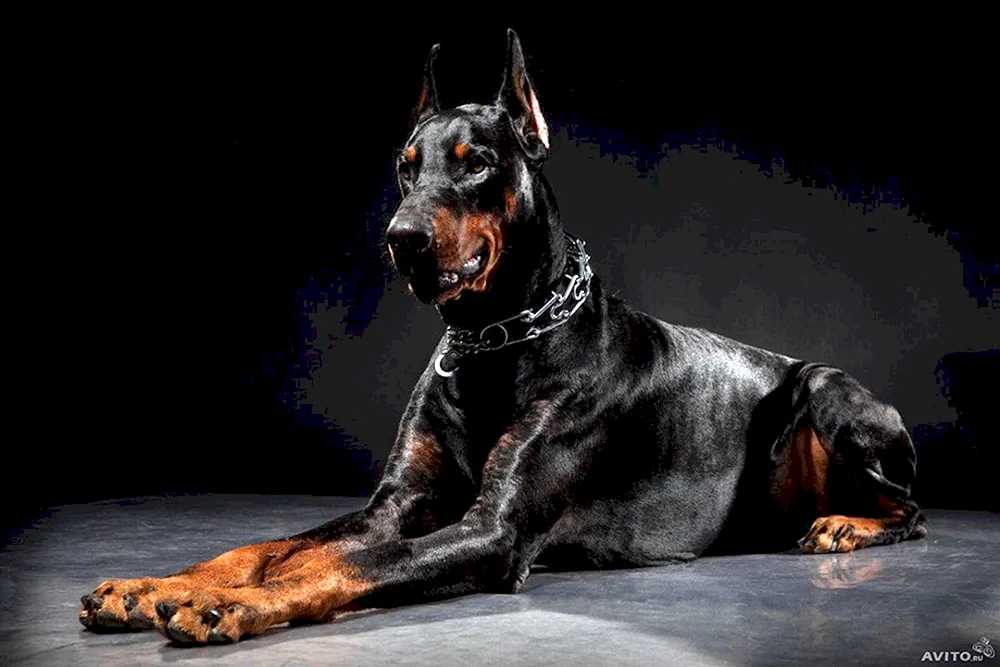 Dobermann Hund
