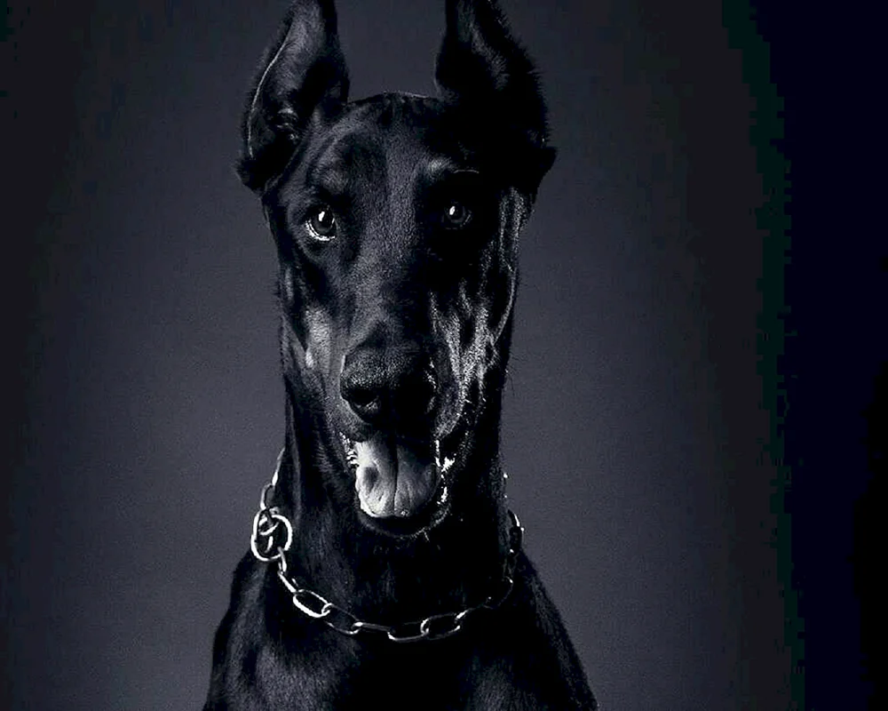 Dobermann Hund