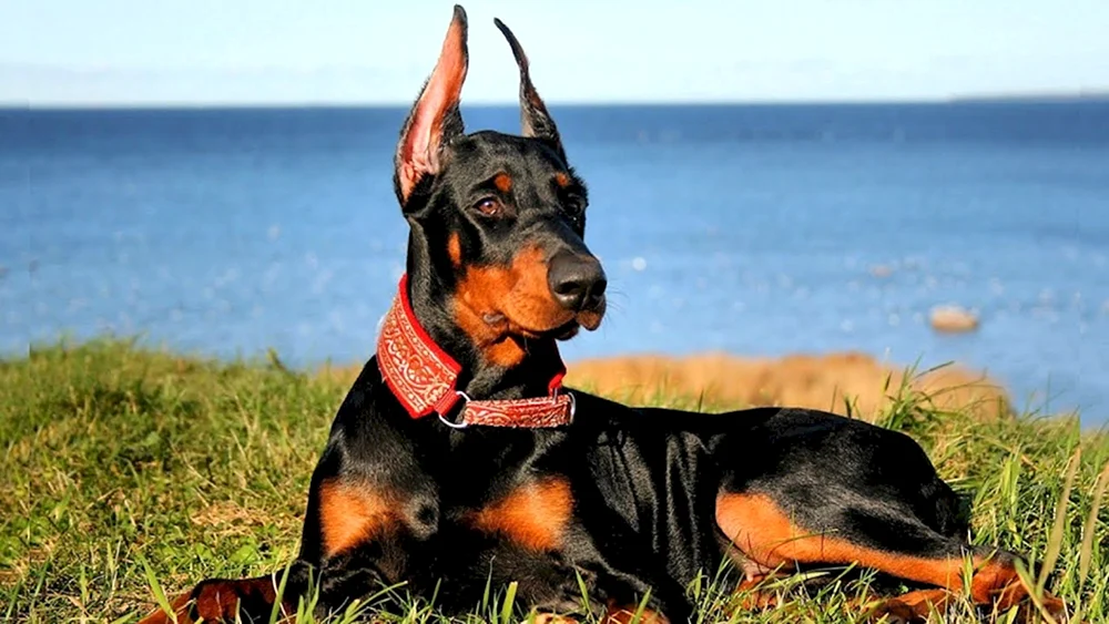 Dobermann Hund