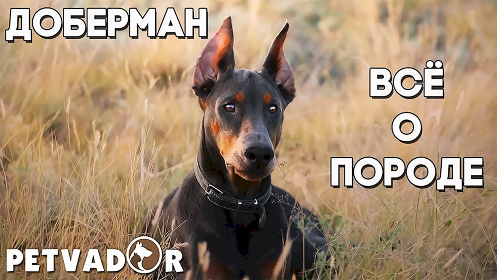 Dobermann Hund
