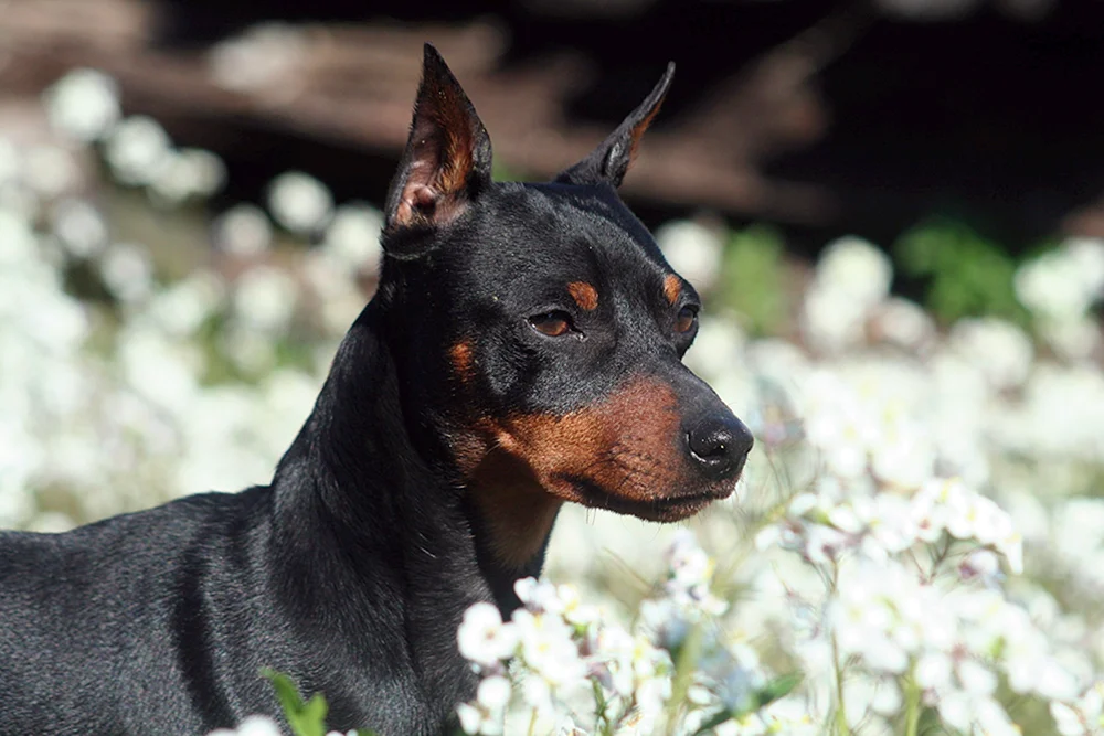 Dobermann Hund