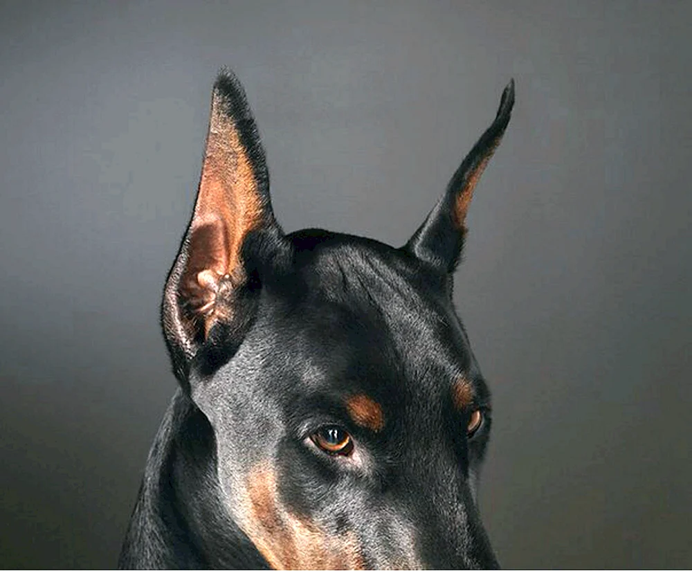 Dobermann Hunderassen
