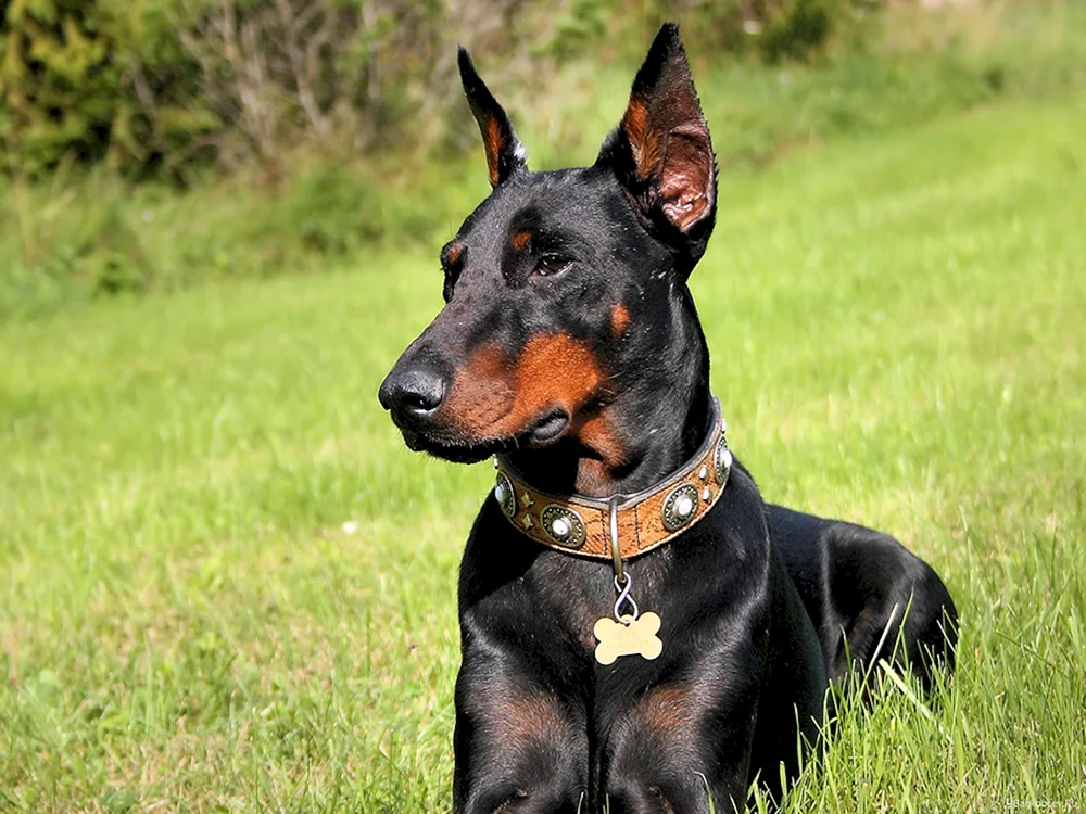 Dobermann Hund