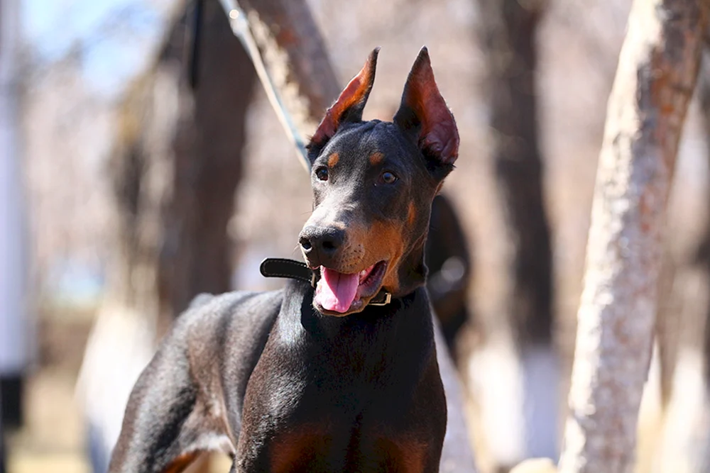 Dobermann Hunderasse Pinscher