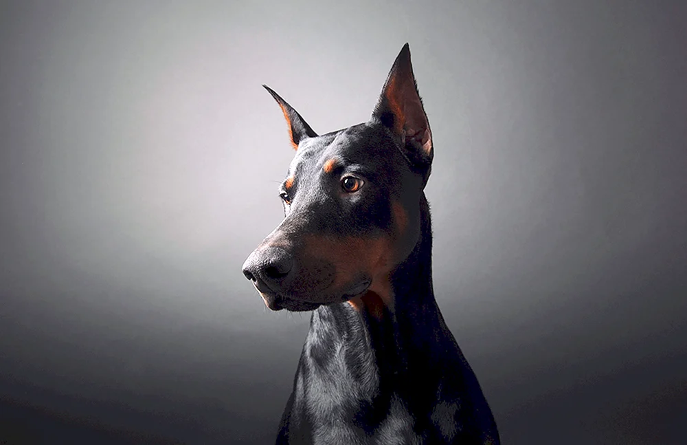Dobermannhund