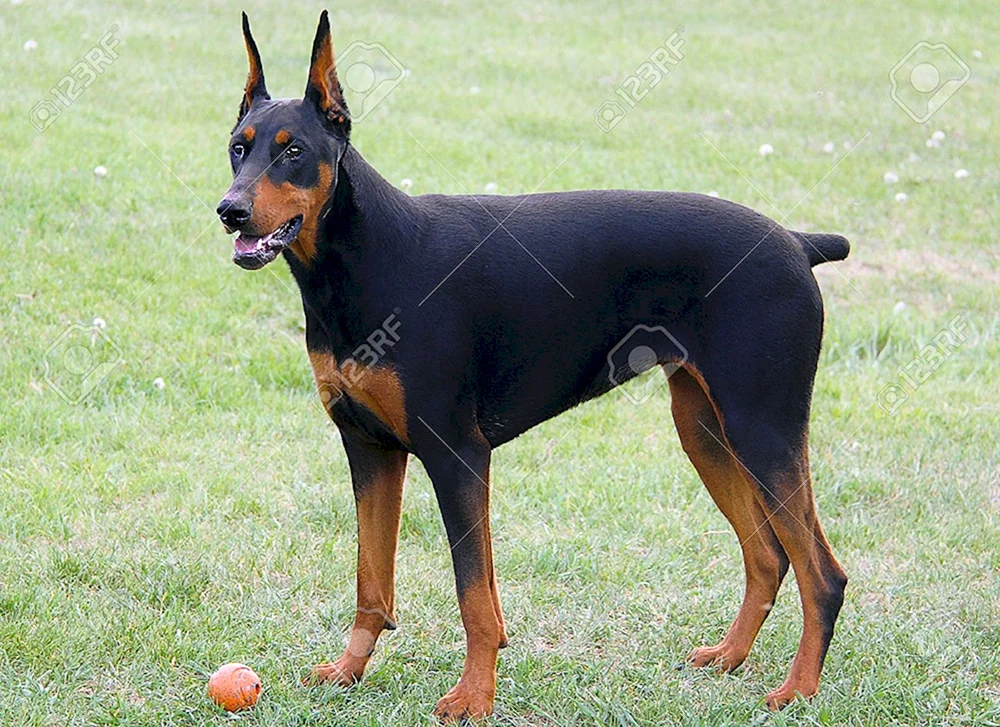 Dobermann Pinscher
