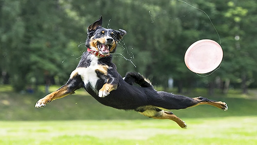 Dobermann im Hund Frisbee