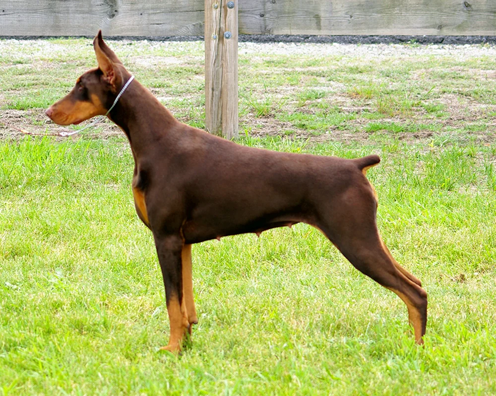 Dobermann Vladek Rosina