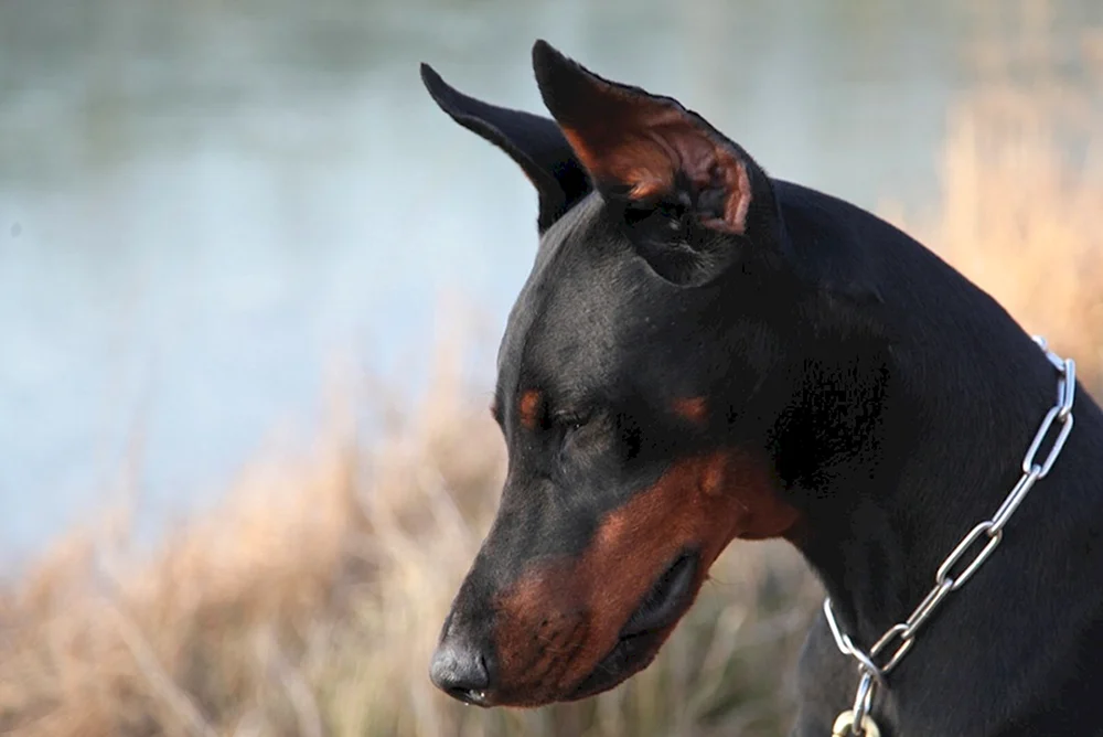 Dobermann Pinscher