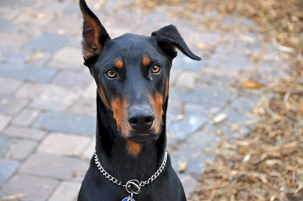 Dobermann Vladek Rosina