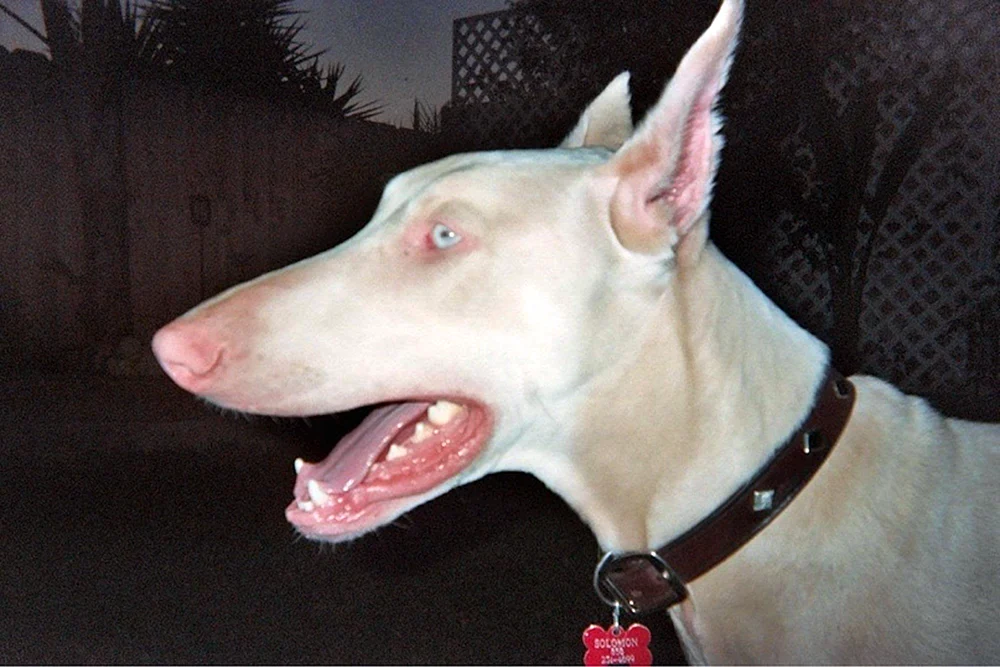 Dobermann albino pinscher