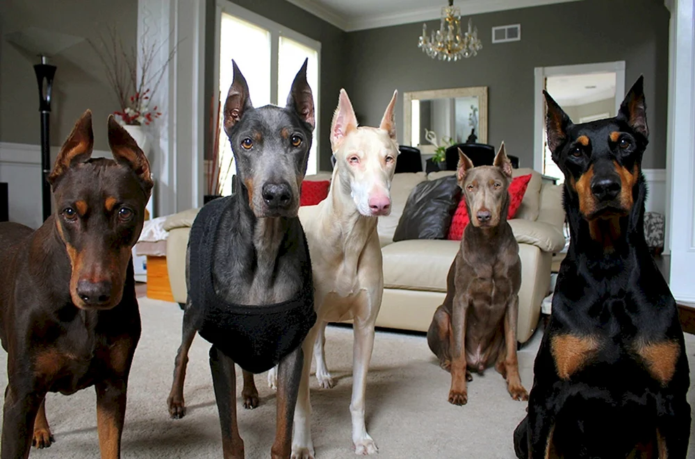 Dobermann ungekauft