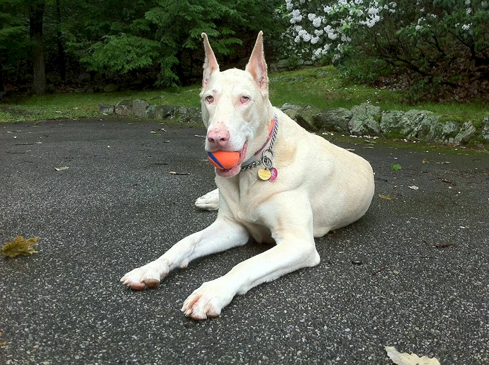 Dobermann Isabella bunt
