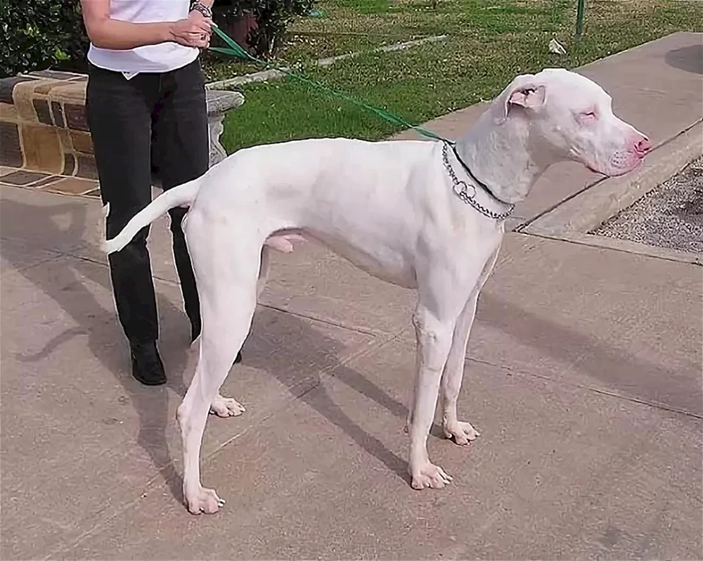 Dobermann Albinopinscher