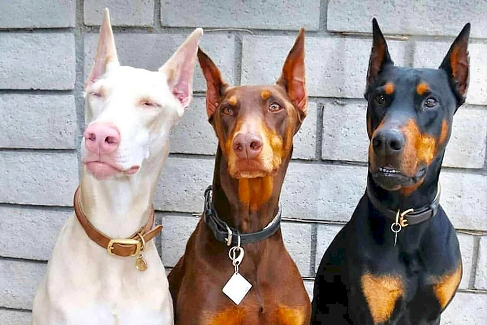 Weißer Dobermann