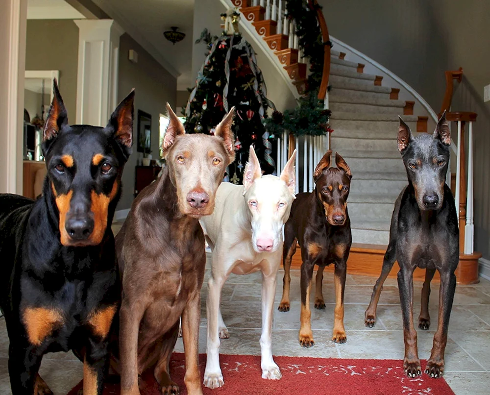 Dobermannpinscher albino