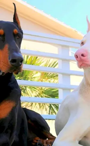 Dobermann Albinopinscher