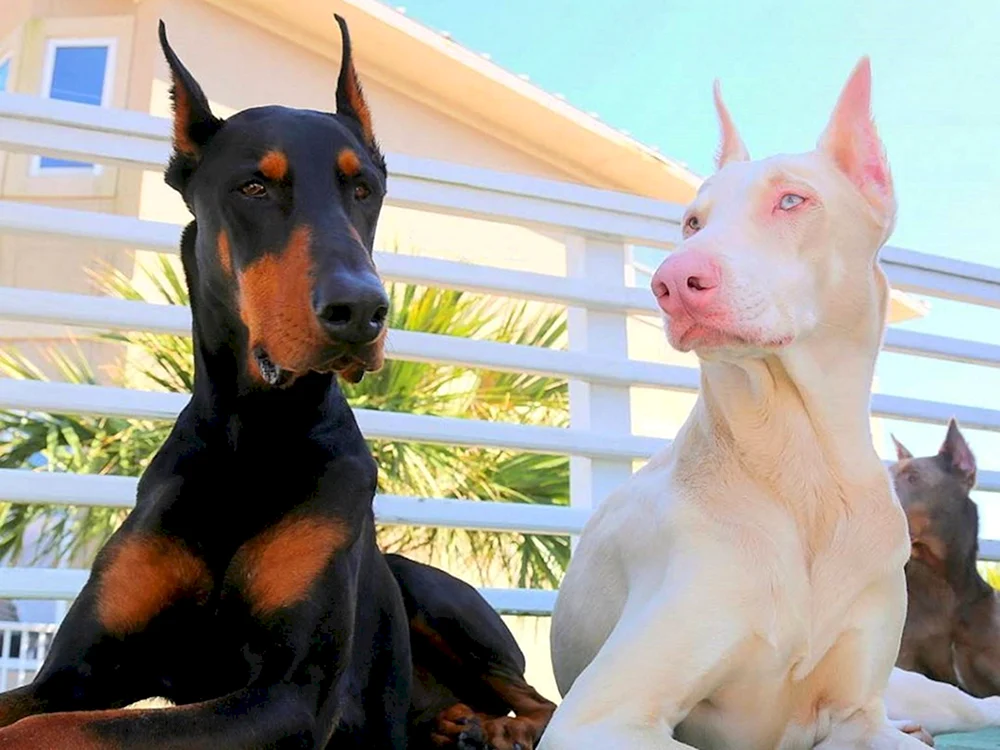 Dobermann Albinopinscher