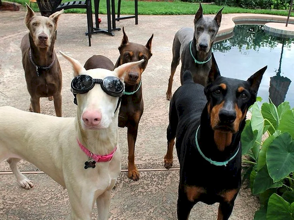 Dobermann Albinopinscher