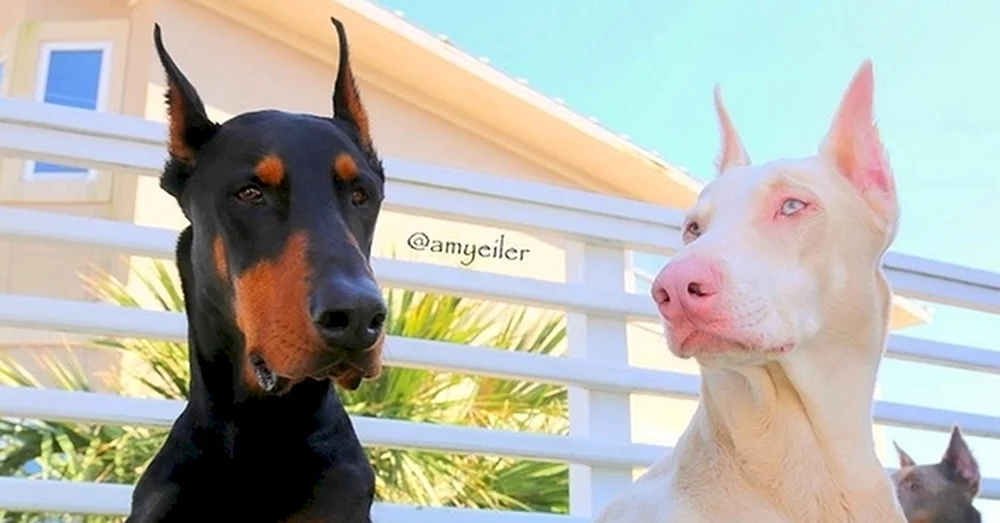 Dobermann Albinopinscher