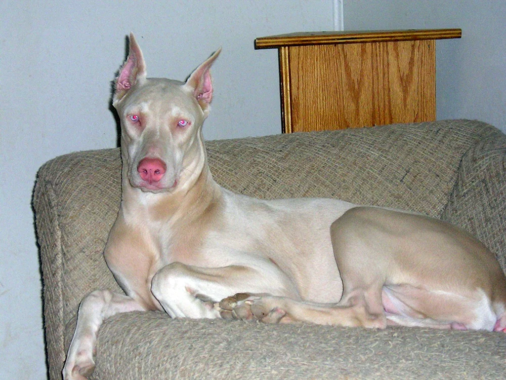 Dobermann Albinopinscher