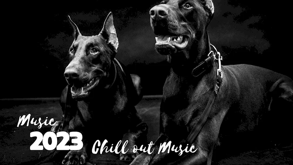Dobermann Hund